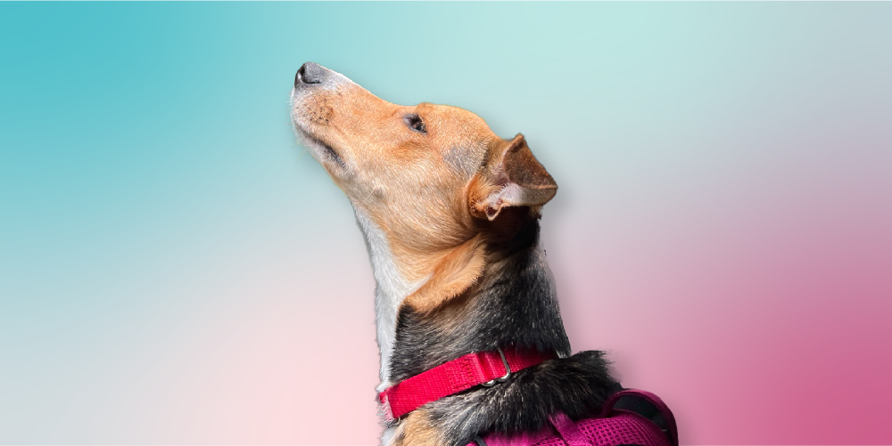 Fostering a Dog & Public Blog Idea